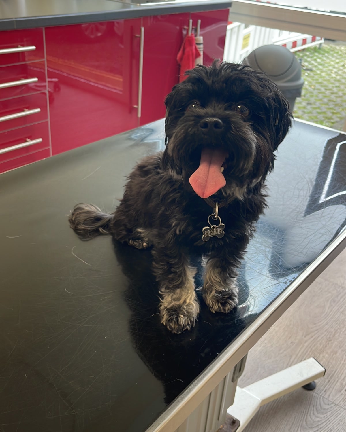 Hund sitzt mit herausgestreckter Zunge und schaut in die Kamera — bereit für sein Interview