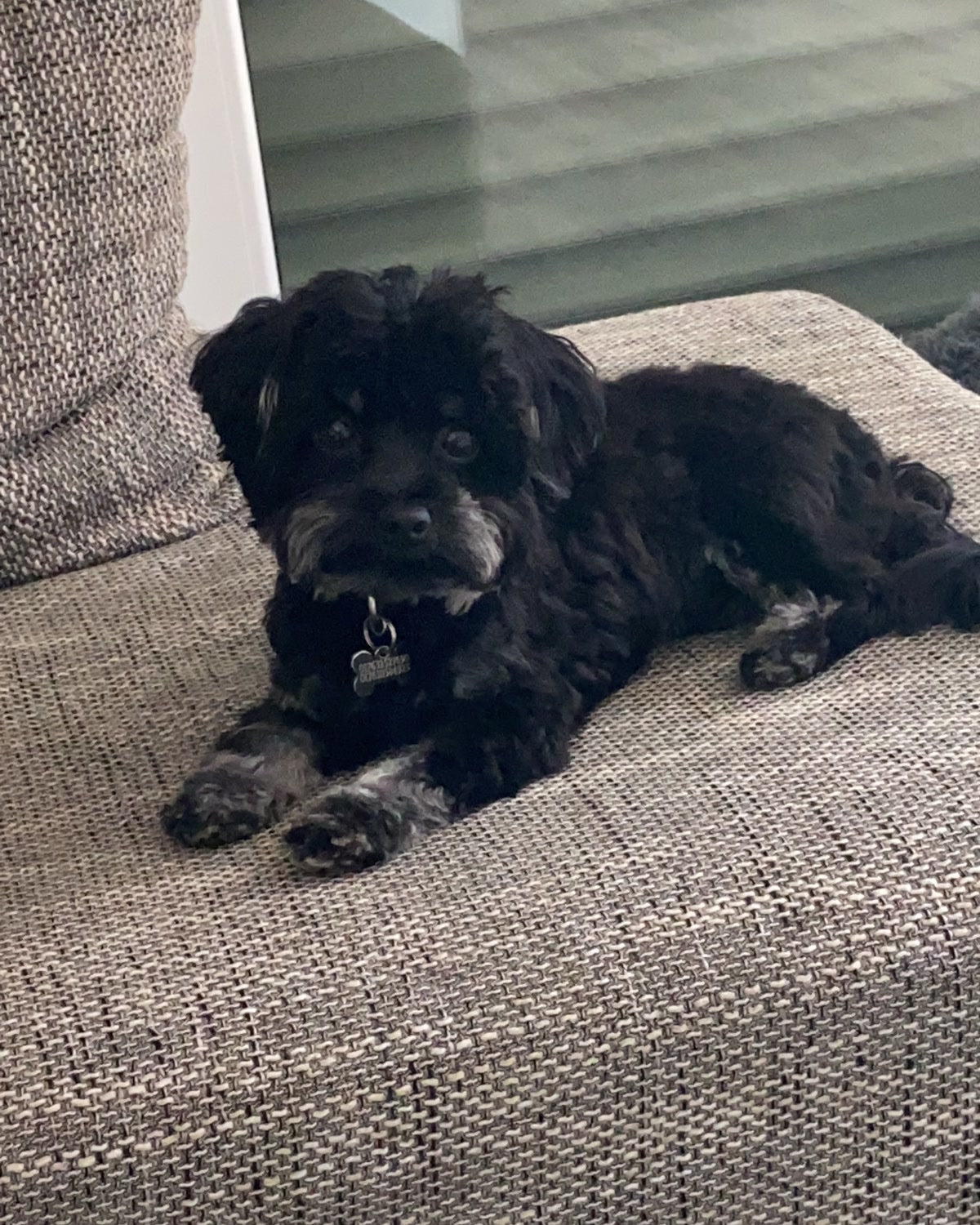Hund liegt auf dem Sofa und blickt direkt in die Kamera — dieses Foto wird wieder lebendig