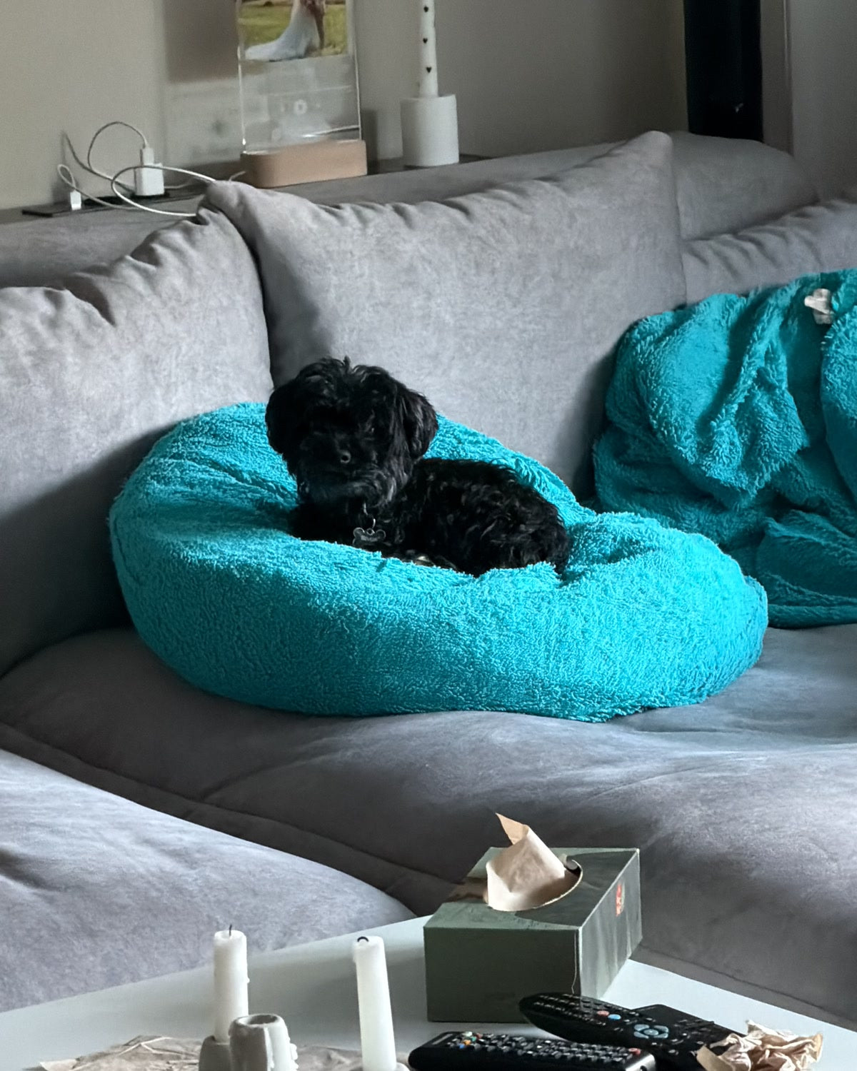 Hund eingekuschelt in seiner Lieblingsdecke auf dem Sofa — ein Jahr voller Fell