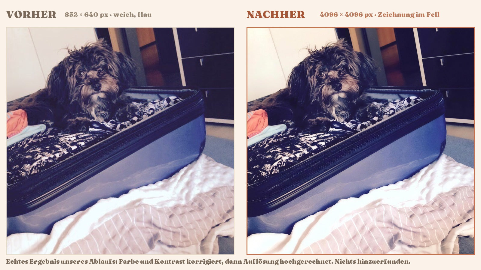 Foto-Restaurierung bei Felljahre: links das Originalfoto von Bruno mit 852 mal 640 Pixeln, weich und flau; rechts dasselbe Bild nach Farb- und Kontrastkorrektur und Hochrechnung auf 4096 Pixel, mit sichtbarer Zeichnung im Fell