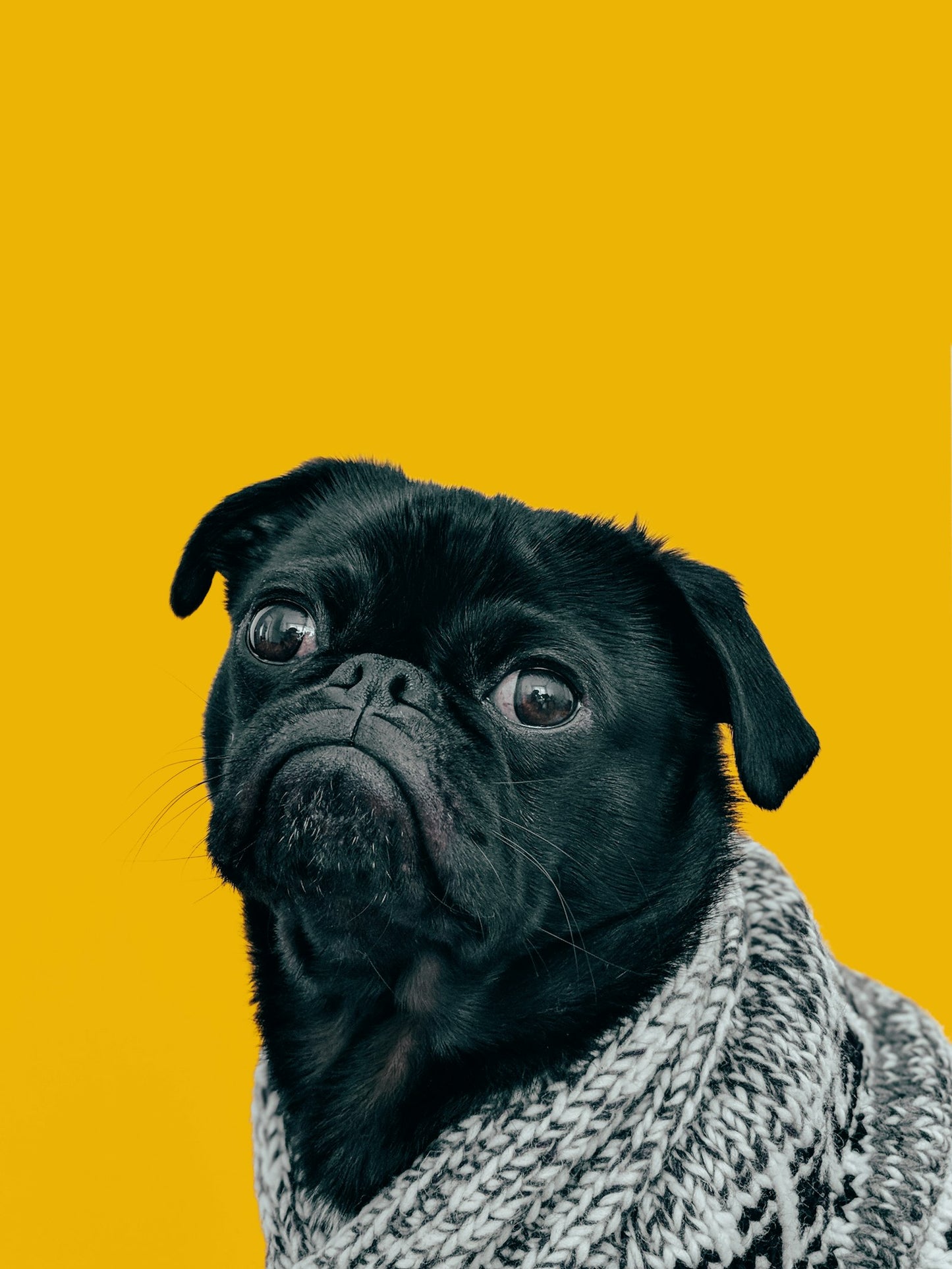 Memorial Edition — Hund ruht in einer Decke