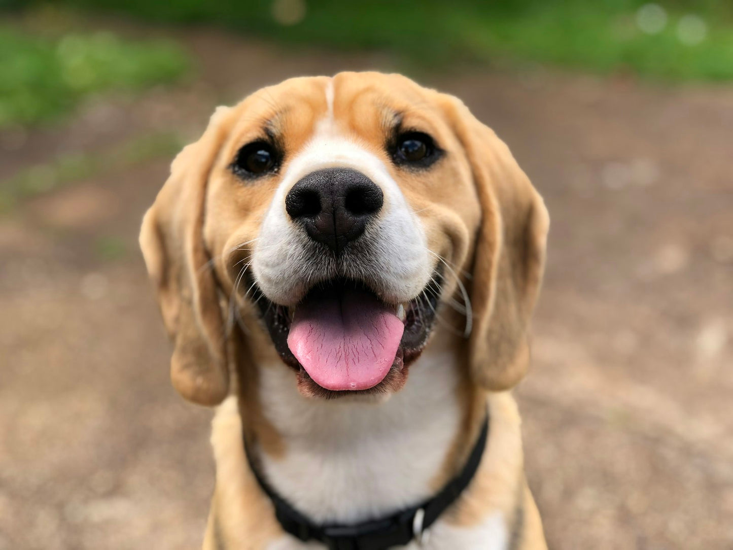 Moments — fröhlicher Beagle