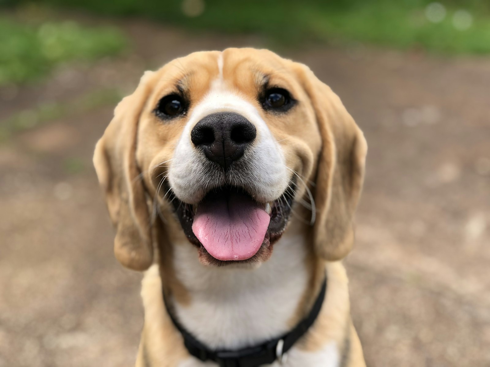 Moments — fröhlicher Beagle