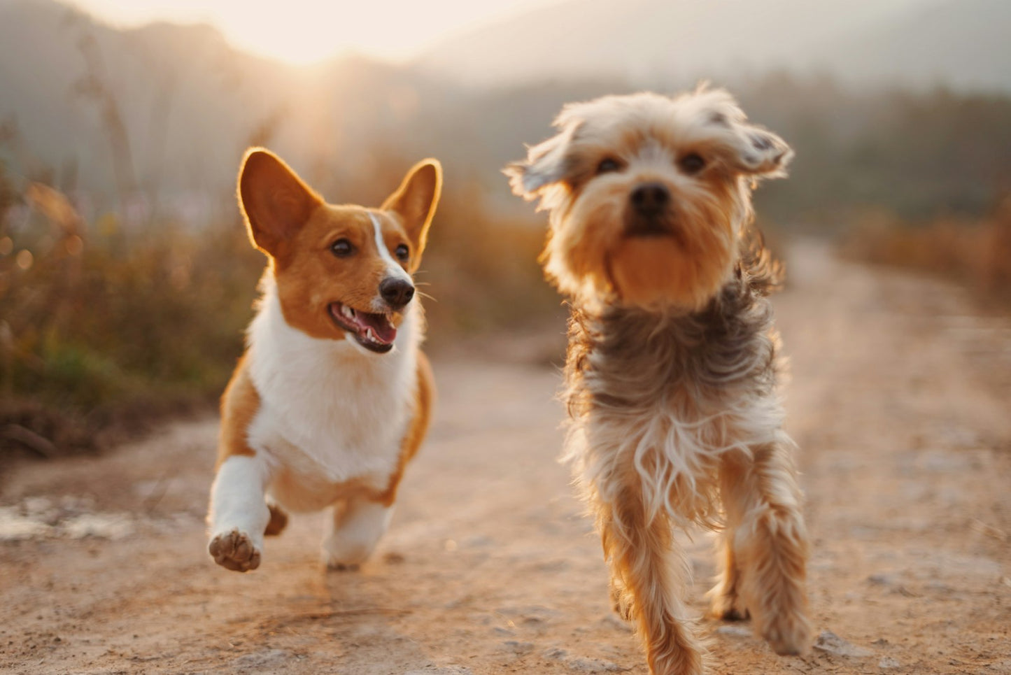 Erinnerungs-Set — zwei Hunde beim Abenteuer