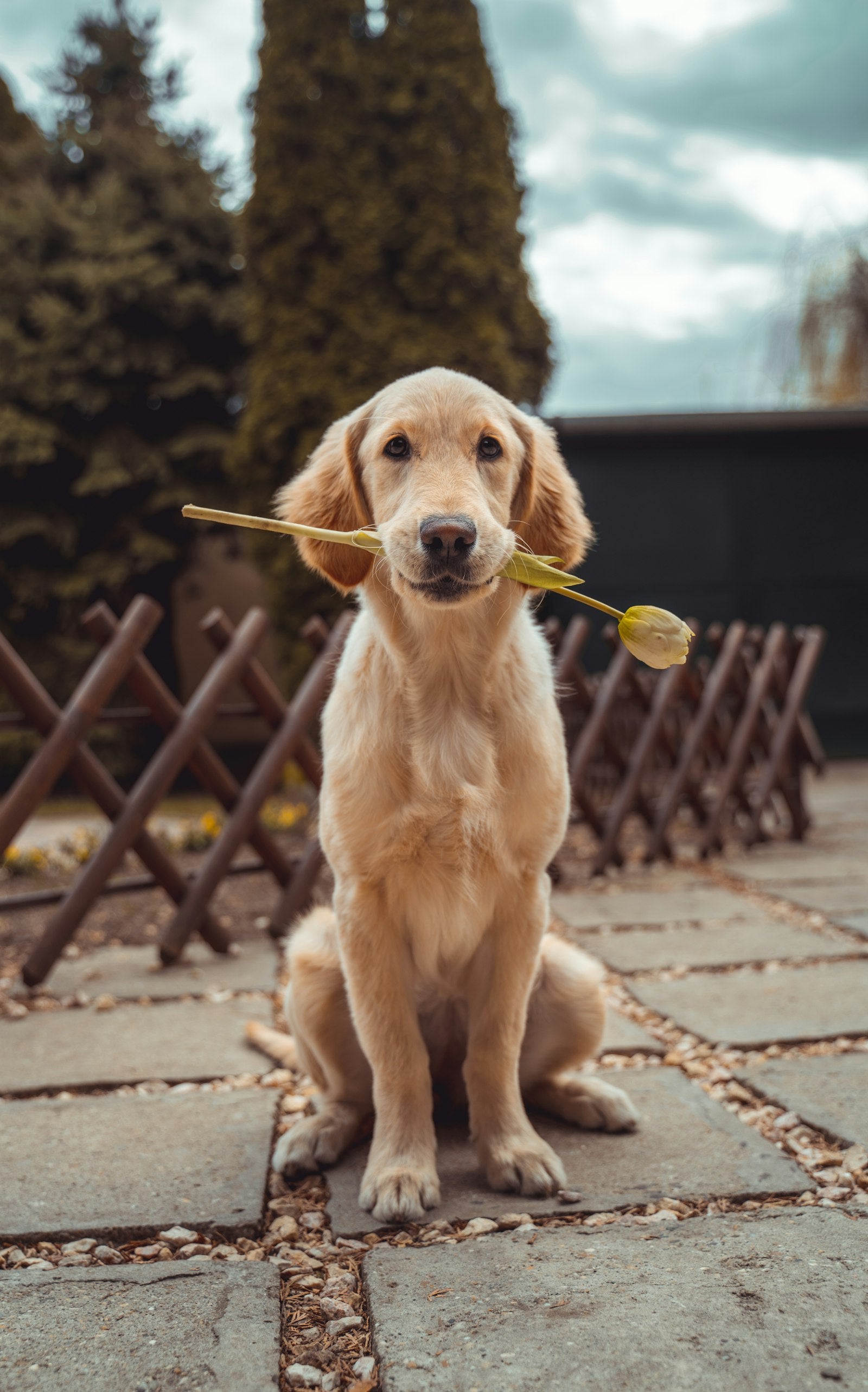 Der Lebensfilm — Golden-Retriever-Welpe mit Blume