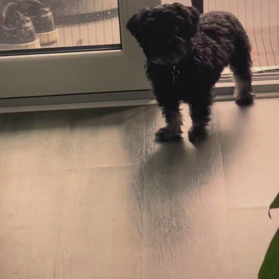Beispielfilm: Bruno, drei Minuten aus 39 Handy-Clips