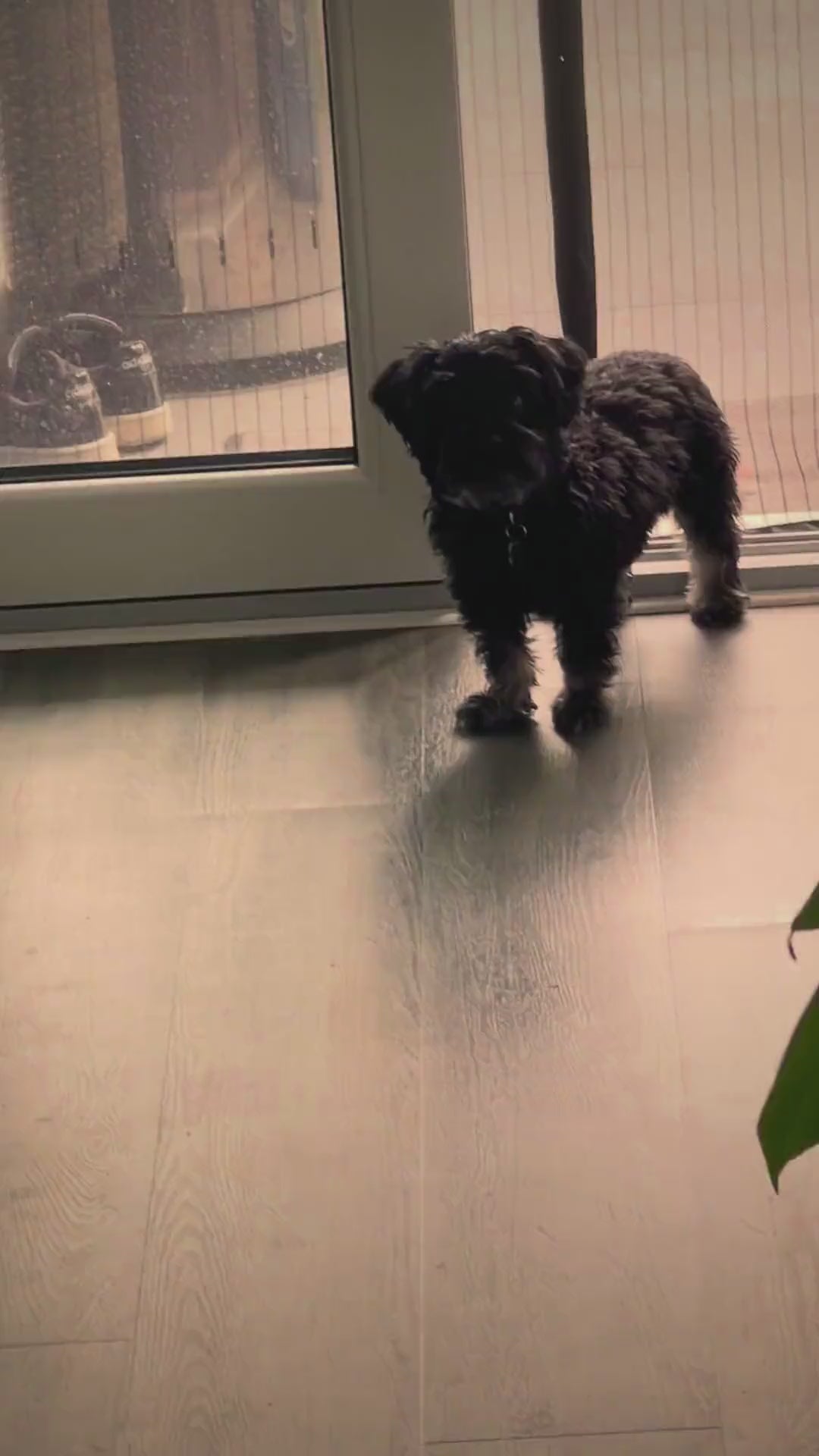 Beispielfilm: Bruno, drei Minuten aus 39 Handy-Clips
